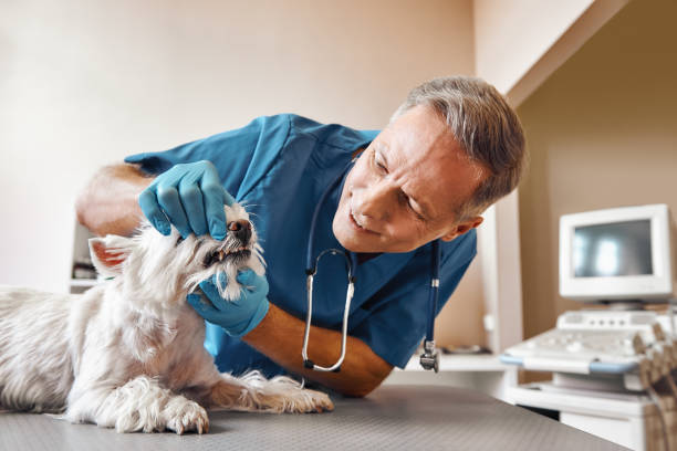 Best Emergency Treatment for Toothache in Whiskey Creek, FL